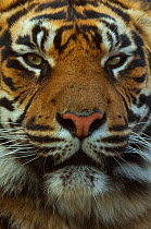 Close up head portrait of Sumatran tiger (Panthera tigris sumatrae) captive