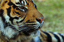 Close up head profile portrait of Sumatran tiger (Panthera tigris sumatrae) captive