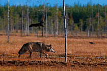 Wild Grey wolf (Canis lupus) being mobbed by a crow, Kuhmo, Finland, Autumn