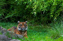 Sumatran tiger (Panthera tigris sumatrae) lying in green foliage, captive