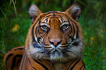 Head portrait of Sumatran tiger (Panthera tigris sumatrae) captive