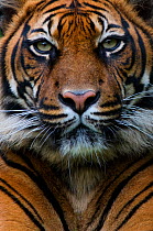 RF- Head portrait of Sumatran tiger (Panthera tigris sumatrae), captive. (This image may be licensed either as rights managed or royalty free.)