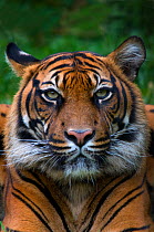 Head portrait of Sumatran tiger (Panthera tigris sumatrae) with one ear head back, captive