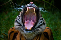 Head portrait of Sumatran tiger (Panthera tigris sumatrae) with mouth wide open in a yawn, captive