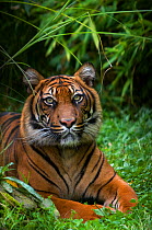 Portrait of Sumatran tiger (Panthera tigris sumatrae) lying in green foliage, captive