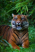 Sumatran tiger (Panthera tigris sumatrae) with ears held back, and mouth open in aggressive posture, captive