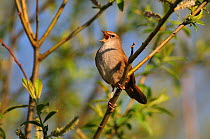 Cetti's warbler ( Cettia cetti) singing in tree, Radipole Lake, Weymouth, Dorset, UK, April 2009