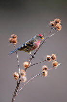 Redpoll (Carduelis Flammea) perched on thistles in winter. Dorset, UK, January