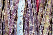 Borlotti beans, 'solista' dried pods showing open pod with beans ready for storage, Norfolk, UK, October