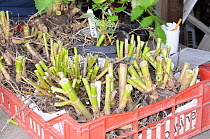 Dahlia tubers (Dahlia sp) in newspaper-lined plastic tray ready for winter storage, UK, October