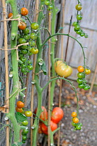 Tomato plants (Solanum lycopersicum) outdoor grown tomatoes ripening against fence, Norfolk, UK, September