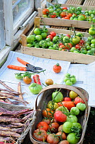Tomato plant (Solanum lycopersicum) last of the outdoor tomato crop being ripened on greenhouse staging, Norfolk, UK, October