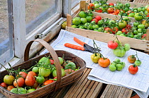 Tomato plant (Solanum lycopersicum) last of the outdoor tomato crop being ripened on greenhouse staging, Norfolk, UK, October