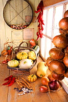 Rustic potting shed, bench with Autumn squashes, chillies and shallots, Norfolk, UK, September