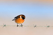Stonechat (Saxicola torquatus rubicola) male perched on barbed wire, Norfolk, UK, January
