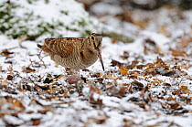 Woodcock (Scolopax rusticola) feeding at woodland edge in snow covered leaf litter, Norfolk, UK, January