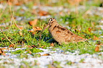 Woodcock (Scolopax rusticola) feeding, with worm in bill, on snow covered grassland, Norfolk, UK, January