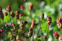 Salad burnet (Sanguisorba minor) in flower, secondary foodplant of the Grizzled skipper butterfly (Pyrgus malvae) England, UK