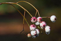 Berries of Chinese mountain ash / Vilmorin's rowan  (Sorbus vilmorinii) England, UK