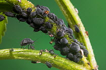Colony of Elder aphids (Aphis sambuci) feeding on Elder (Sambucus) stem, Sussex, England, UK