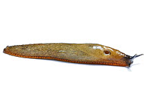 Portrait of Black slug, (Arion ater) white form, England, UK