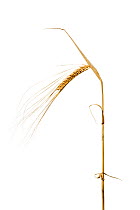 Single stem of Barley (Hordeum vulgare) England, UK