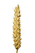 Single head of Wheat (Triticum aestivum) England, UK