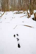 Footprints of European rabbit (Oryctolagus cuniculus) in snow, England, UK. February 2009