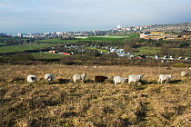 Conservation grazing using sheep (Ovis aries) reintroduced by Brighton and Hove Council. Grazing efficently reverses the decline in downland species of ancient downland sites. Sussex, England. March 2...