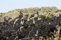 Bed of exposed Common / Blue mussel (Mytilus edulis) on rocks at low tide, Cornwall, England, UK