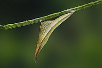 Orange-tip butterfly pupa (Anthocharis cardamines) on stem. England, UK