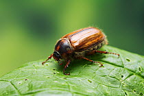 Portrait of Summer chafer / European june beetle (Amphimallon solstitiale) on leaf, England, UK