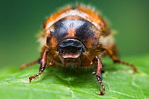 Summer chafer / European june beetle(Amphimallon solstitiale) on leaf. England, UK