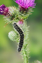 Painted lady butterfly larva (Vanessa cardui) on Thistle food plant. England, UK
