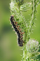 Painted lady butterfly larva (Vanessa cardui) on Thistle (foodplant) England, UK