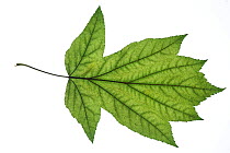 Wild Service Tree (Sorbus torminalis) leaf. England, UK
