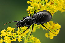 Common black ground beetle (Pterostichus melanarius) on Lady's bedstraw (Galium verum) Sussex Downs, England, UK