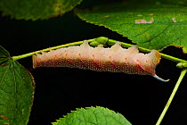 Lime hawk-moth larva (Mimas tiliae) on Lime (Tiliaceae) England, UK