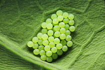 Cabbage moth (Mamestra brassicae) eggs on Broccoli leaf (Brassica oleracea) England, UK