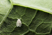 Cabbage whitefly (Aleyrodes proletella) on broccoli leaf (Brassica oleracea) England, UK
