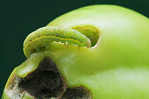 Bright-line Brown-eye /  Tomato moth (Lacanobia oleracea) larva on unripe plum tomato. England, UK