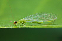 Portrait of Green lacewing (Chrysopa sp.) on Fig leaf (Ficus sp.) England, UK