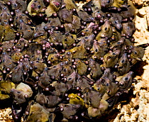 Large flock of Tongue clicking fruit bats (Roussetus madagascariensis) roosting, Ankarana Special Reserve, Ambilobe, North Madagascar.