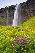 Skogafoss waterfall with Silverweed (Potentilla anserina) and Wood Crane's Bill (Geranium sylvaticum), South Iceland. July 2008