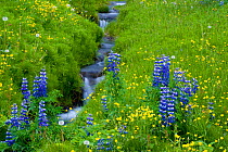 Nootka lupin (Lupinus nootkatensis) flowering beside stream, Iceland. July