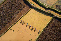 Aerial view of people working in rice paddy fields,  near Tana, Madagascar. November 2008