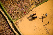 Aerial view of cattle working in rice fields, near Tana, Madagascar. November 2008