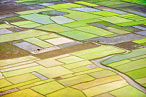 Aerial view of patchwork pattern of rice fields, near Tana, Madagascar. November 2008