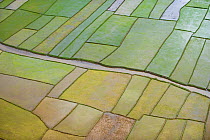 Aerial view of patchwork pattern of rice fields, near Tana, Madagascar. November 2008