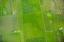 Aerial view of Rice fields, near Tana, Madagascar. November 2008